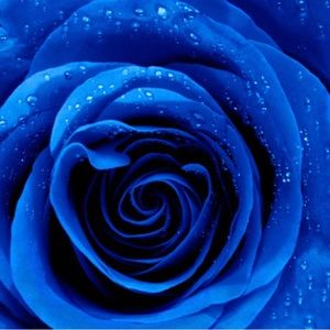 Meet your Posher, Rosa